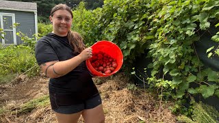 Picking Potatoes amp Putting Away Garlic [upl. by Mcginnis98]