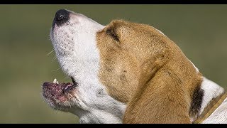 GUARANTEED TO MAKE YOUR DOG HOWL Sound Effect  Reaction [upl. by Acceber]