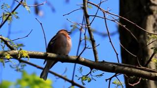 Buchfink Gesang [upl. by Waddle]