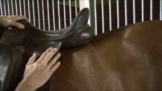 Saddle Fitting in 9 Steps  Step 6  Saddle Length  by Schleese Saddlery Service [upl. by Gerdy]