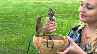 Wild Cedar Waxwing Bird Feeds Babies On Human [upl. by Suiradal]