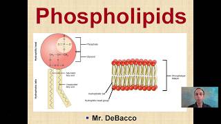 Phospholipids [upl. by Eiznik]