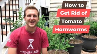 How to Get Rid of Tomato Hornworms Organic Tomato Hornworm Control [upl. by Noiramed693]