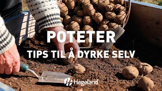 Poteter  tips til å dyrke selv [upl. by Sewel]