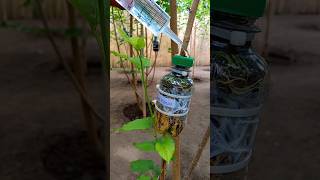 Mulberry Marcotted Plants Watering Technique [upl. by Say660]