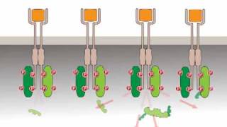 Oncogenic activation receptor tyrosine kinases [upl. by Anibas]