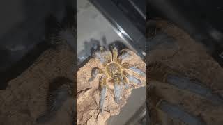 Harpactira pulchripes tarantula spider pets [upl. by Einra736]