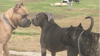 Cane Corso Park [upl. by Akeimat]