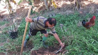 COMO PLANTAR CANA CAIANA [upl. by Nylinej]