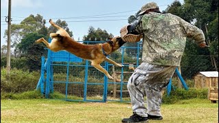 K9 TRAINING [upl. by Hsakaa]