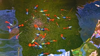 Massive And Colorful Guppies in This Mini Natural Outdoor Setup Farm [upl. by Romano]