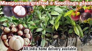 Mangosteen grafted amp Seedlings plant availableपूरे भारत में होम डिलीवरी उपलब्धWhatsApp 9062349546 [upl. by Leimad]