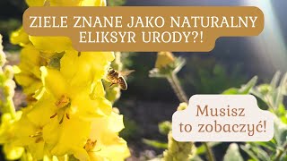 KRÓLOWA ZIÓŁ  DZIEWANNA  JAK WYKORZYSTAĆ JEJ WSPANIAŁE WŁAŚCIWOŚCI🌿 [upl. by Schrick]