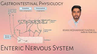 Enteric nervous system  GASTROINTESTINAL PHYSIOLOGY  বাংলা [upl. by Ailehs]