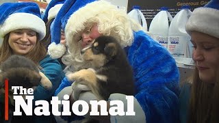 WestJet Christmas Miracles Campaign  Emotional Ads [upl. by Amy]