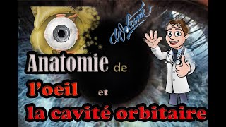 Anatomie de loeil et la cavité orbitaire [upl. by Horst]