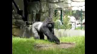 Gorilla wirft Dreck nach Menschen  Must see [upl. by Zakarias972]