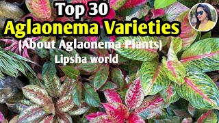 Top 30 Most Beautiful aglaonema varieties  Aglaonema species  Lipsha world [upl. by Epolulot]