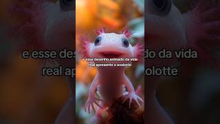 Axolote salamandra fofa axolotl salamandra animaisamostradinhos shorts [upl. by Akedijn]