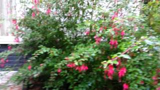 Winterharde Fuchsia Fuchsia magellanica  TUINVRIENDNL [upl. by Hole]