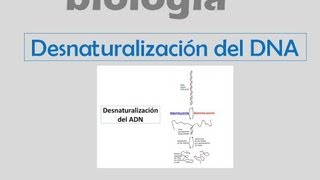 Desnaturalización del DNA [upl. by Darda]