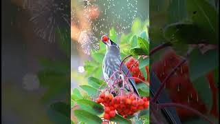 Cedar waxwing Juvenile with Nikon D500 [upl. by Yance]