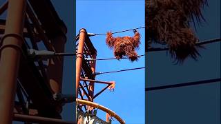 Orangutans are super intelligent just like humans shorts wildlife [upl. by Chemaram]