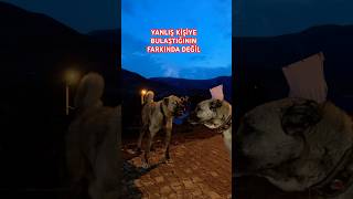 PİTON AZAP AZATA BENZEMEZ Kangal youtubeshorts dog [upl. by Siraj]