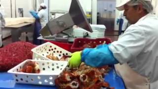 Des travailleurs dans une usine de transformation de homard [upl. by Anaeirb876]