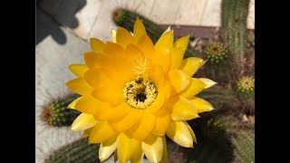 EchinopsisTrichocereus June Noon Cactus Cleaning  Episode 133 [upl. by Ranique]