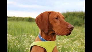 Buddy  11 month old Hungarian Vizsla  2 Weeks Intensive Dog Training [upl. by Yme]