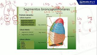 Fisiología Respiratoria MyC RM 2023 [upl. by Neeuq]