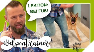 Bei Fuß laufen Mit diesen Tricks klappt das Kommando beim Hund  Der Welpentrainer  sixx [upl. by Hazard]