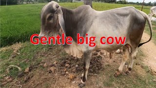 Gentle big cow ​ my activity with my cow [upl. by Ahmed]