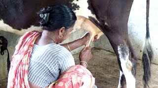 Our Village Woman Milking A cow By Hand। Channel 96। Episode 163 [upl. by Henni]