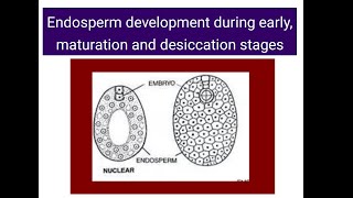 Endosperm development  Early Maturation Dessication stages [upl. by Kirtley]