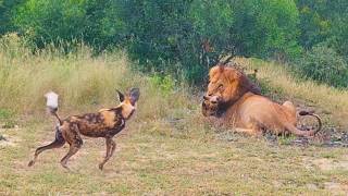 Wild Dogs Want to Save Brother From Lion [upl. by Sukramed453]