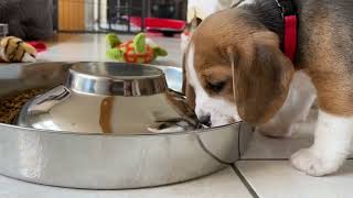 Beagle Puppies at 5 Weeks Old are CUTE [upl. by Annirtak]