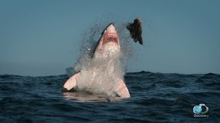 Breaching Great White Sharks  Shweekend [upl. by Aerdnaeel156]