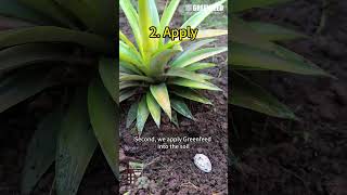 How to apply Greenfeed on Pineapplefor home gardening [upl. by Halimeda746]