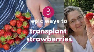 Transplant Strawberries3 epic ways to do it [upl. by Aloin468]