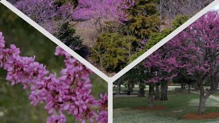 Redbud Trees in the Landscape [upl. by Riobard]