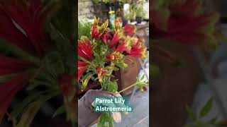 Alstroemeria Peruvian Parrot Lily garden zone8b summerflowers [upl. by Harberd163]