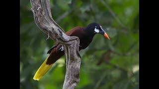 El Canto de las Oropéndolas Oriole major singing [upl. by Patrice]