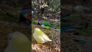 Gouldian Finches Aviary Birds [upl. by Phina]