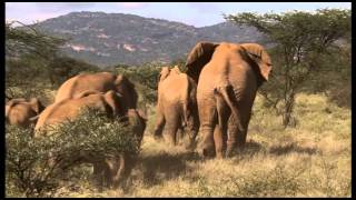 Mating in Elephants Part 2 [upl. by Sillsby]