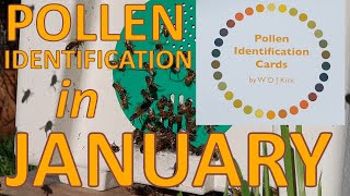 January Pollen Identification [upl. by Terrye867]