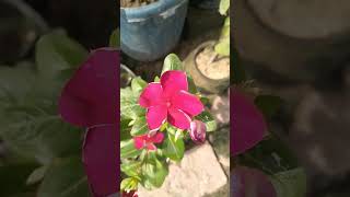 Catharanthus roseus syn Vinca Rosea Grape Cooler Rosy periwinkle bharatgarden flowergardening [upl. by Nazler]