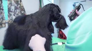 American Cocker Show Grooming  Part 2 of 2 Instruction [upl. by Lidia]