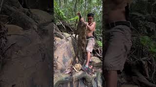 100 grams of gold stuck to the roots of a tree😱😱😱 really shocked the world [upl. by Nicko]